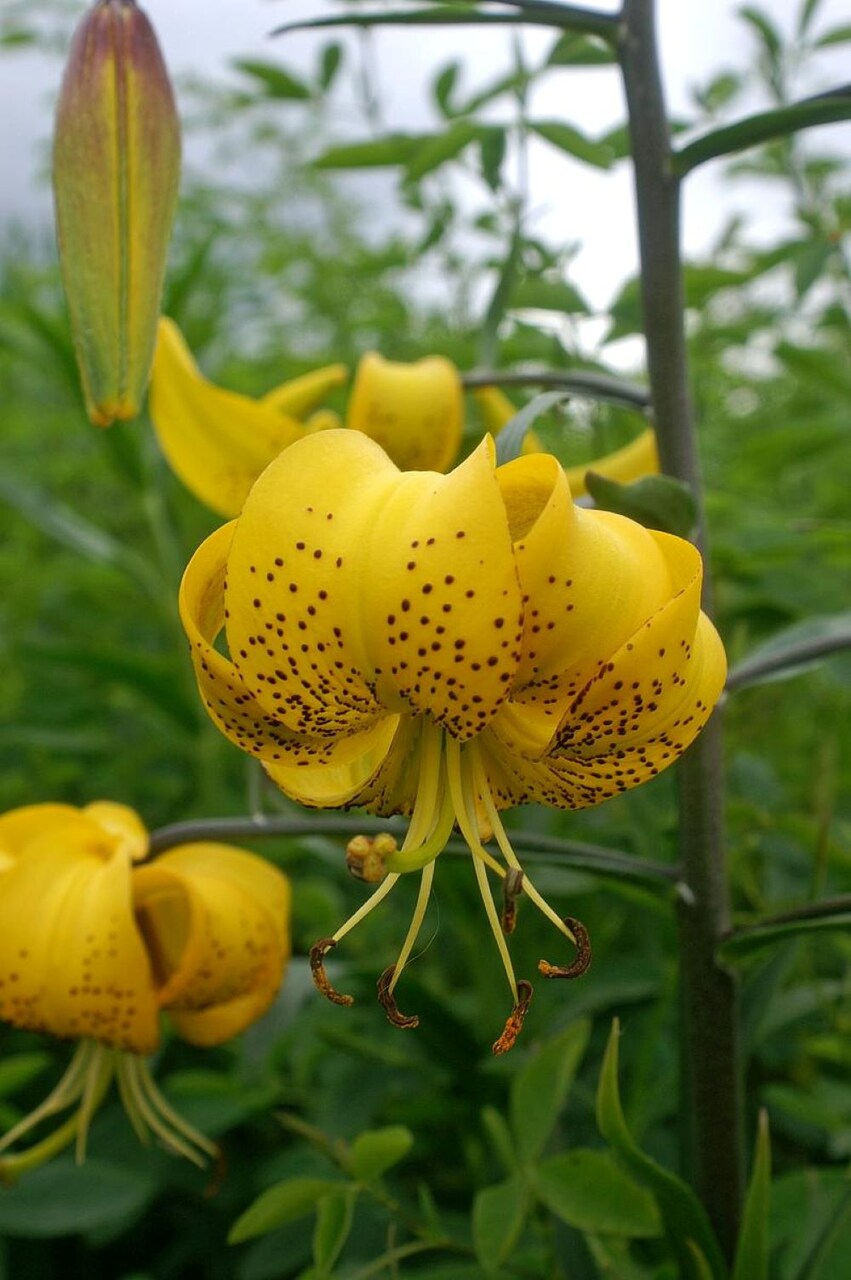 Citronella Yellow Tiger Lily - Lilium leichtlinii - 3 Bulbs 14/16 cm